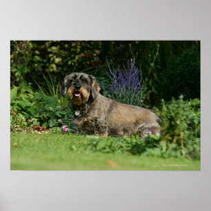 Wire-haired Standard Dachshund Sitting Poster