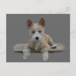 Wire Portuguese Podengo Pequeno Postcard