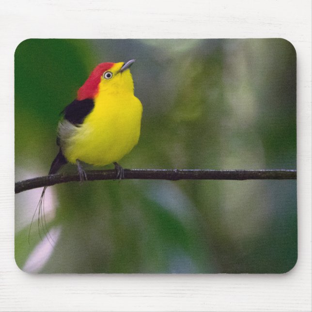 Wire-tailed Manakin Mouse Pad (Front)
