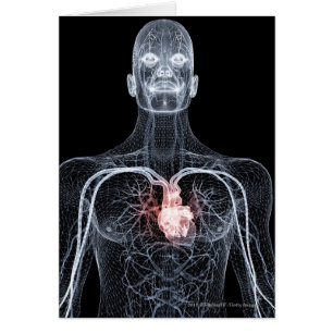 Wireframe of the blood vessels in the upper body
