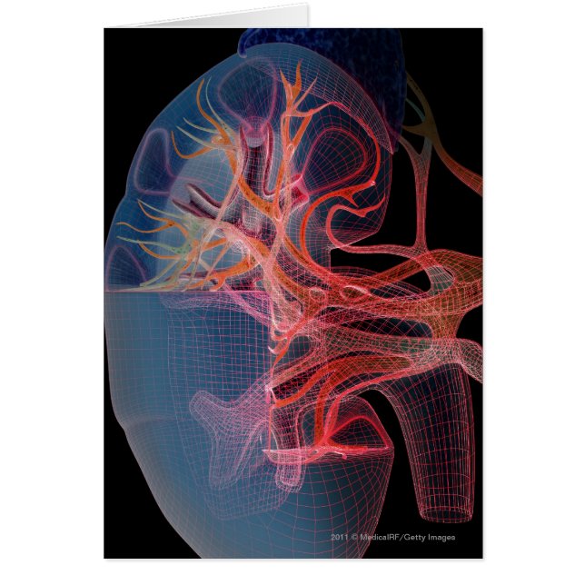 Wireframe of the inside of a kidney (Front)