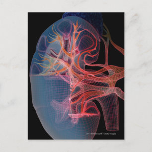 Wireframe of the inside of a kidney postcard
