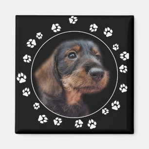 Wirehair Dachshund Puppy Paw Prints Magnet