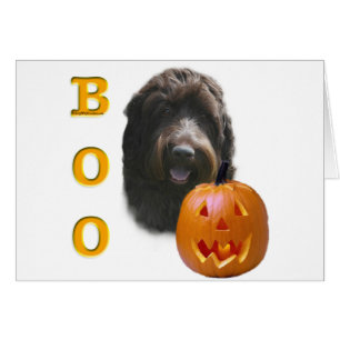 Wirehaired Pointing Griffon Boo