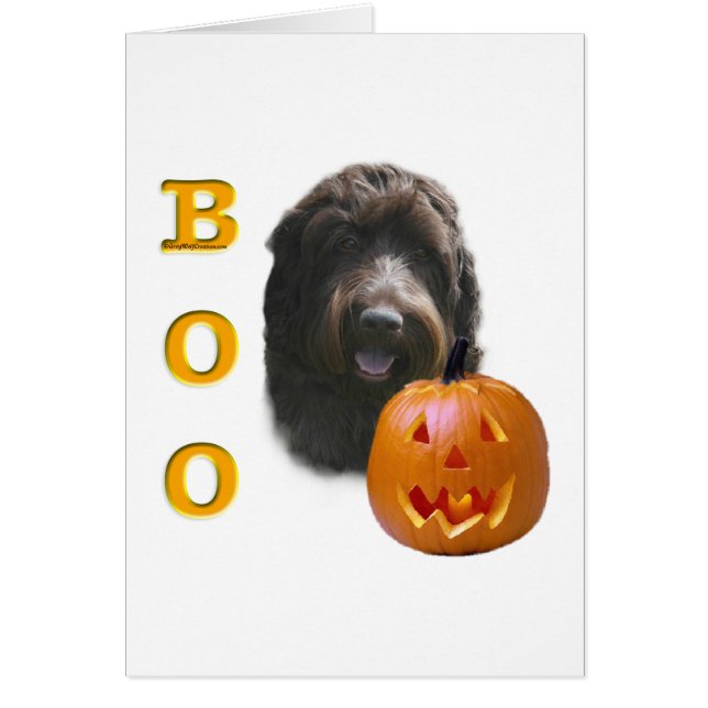 Wirehaired Pointing Griffon Boo (Front)