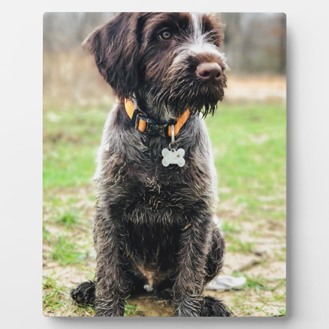 Wirehaired pointing Griffon puppy Plaque (Front)