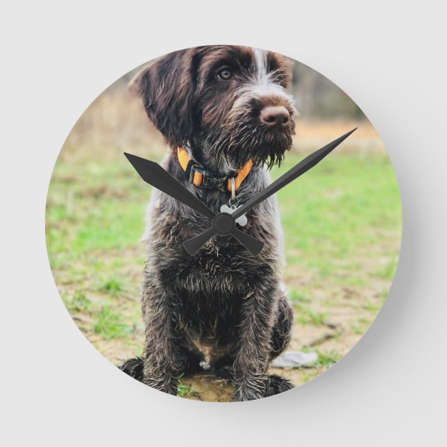 Wirehaired pointing Griffon puppy Round Clock (Front)