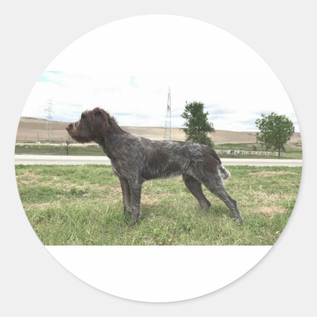 Wirehaired Pointing Griffon Sticker (Front)