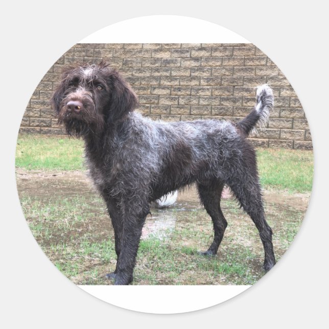 Wirehaired Pointing Griffon Sticker (Front)