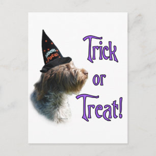 Wirehaired Pointing Griffon Trick Postcard