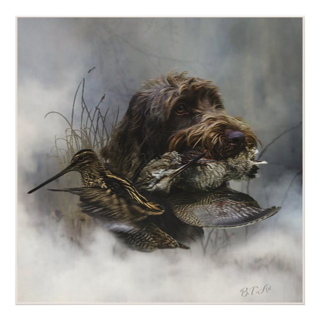 Wirehaired Pointing Griffon , Woodcock hunting   Photo Print (Front)