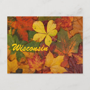Wisconsin Autumn Leaves Postcard