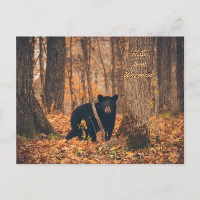 Wisconsin Black Bear Photo Postcard (Front)