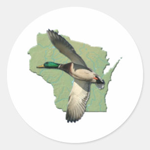 Wisconsin duck classic round sticker
