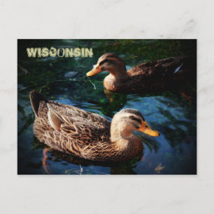 Wisconsin Ducks Postcard