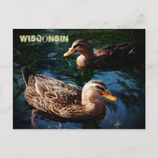 Wisconsin Ducks Postcard