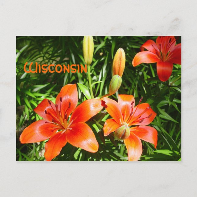 Wisconsin Lillies Postcard (Front)