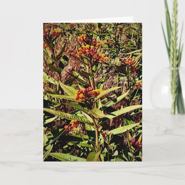Wisconsin Red Tree Wildflower Card (Front)