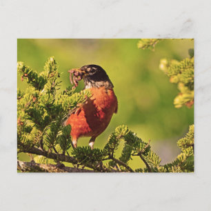 Wisconsin Robin Postcard