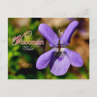 Wisconsin State Flower: Violet Postcard