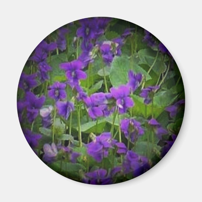 Wisconsin State Flower: Wood Violet spotlight Magnet (Front)