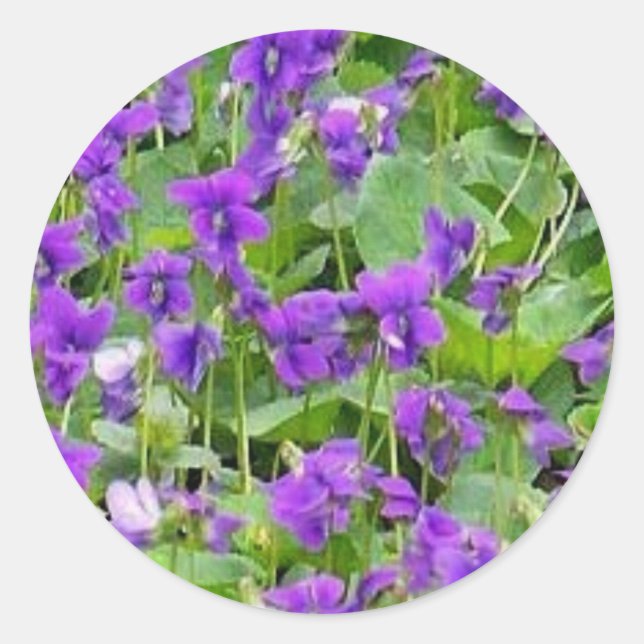 Wisconsin Wood Violets Classic Round Sticker (Front)