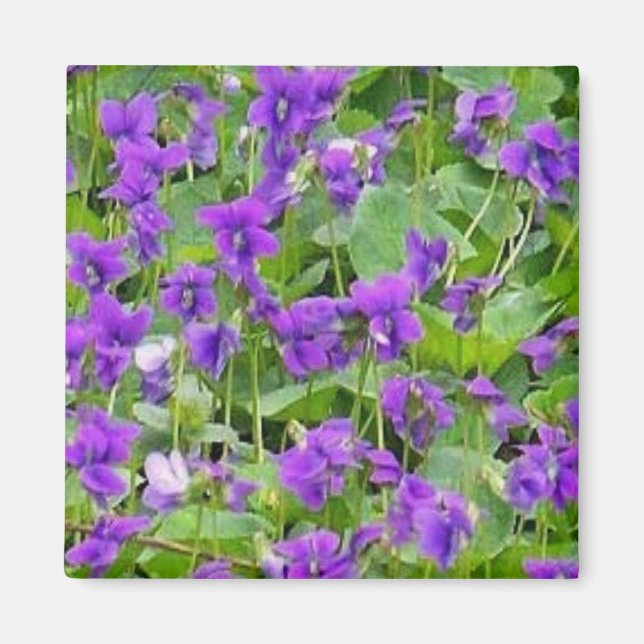 Wisconsin Wood Violets - Customised Magnet (Front)