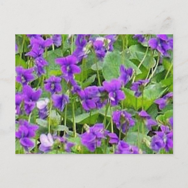 Wisconsin Wood Violets Postcard (Front)