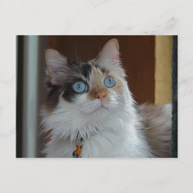 Wisdom looks up Postcard (Front)