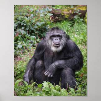 Wise Chimpanzee Poster