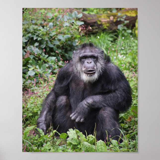 Wise Chimpanzee Poster (Front)