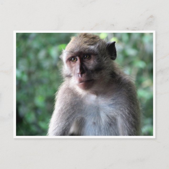 wise macaque postcard (Front)
