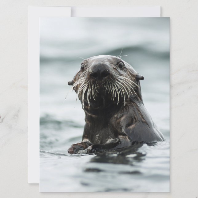 Wise Otter (Front)