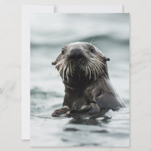 Wise Otter