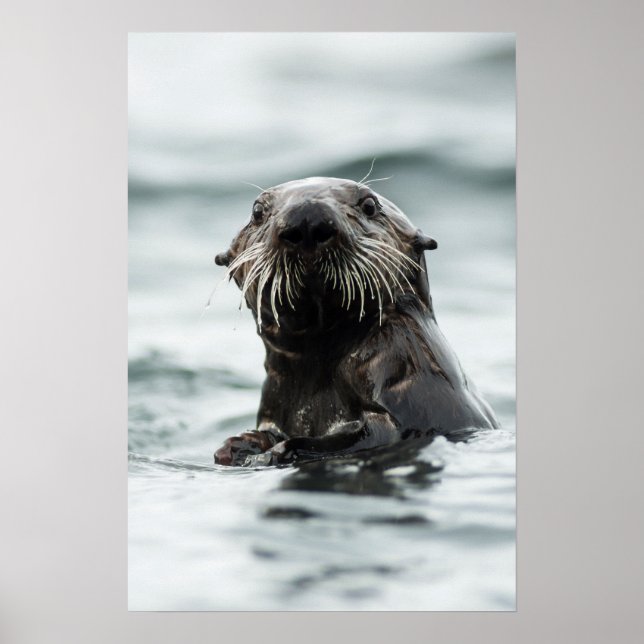 Wise Otter Poster (Front)