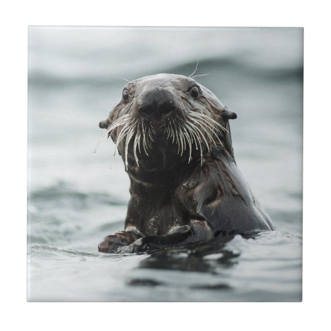 Wise Otter Tile (Front)
