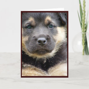 Wise Pup Greeting Cards