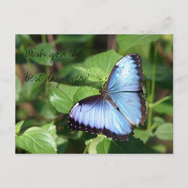 Wish you the best day ever! postcard (Front)