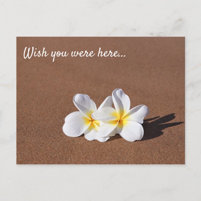 Wish You Were Here White Plumeria Maui Postcard (Front)