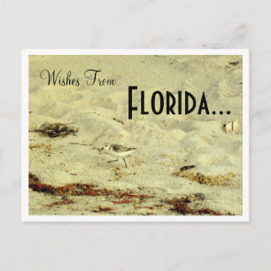 Wishes From, Florida... Postcard