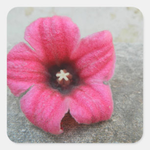 Wishful solitude square sticker