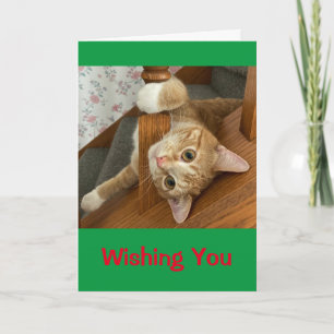 Wishing You Meowy Christmas! Card