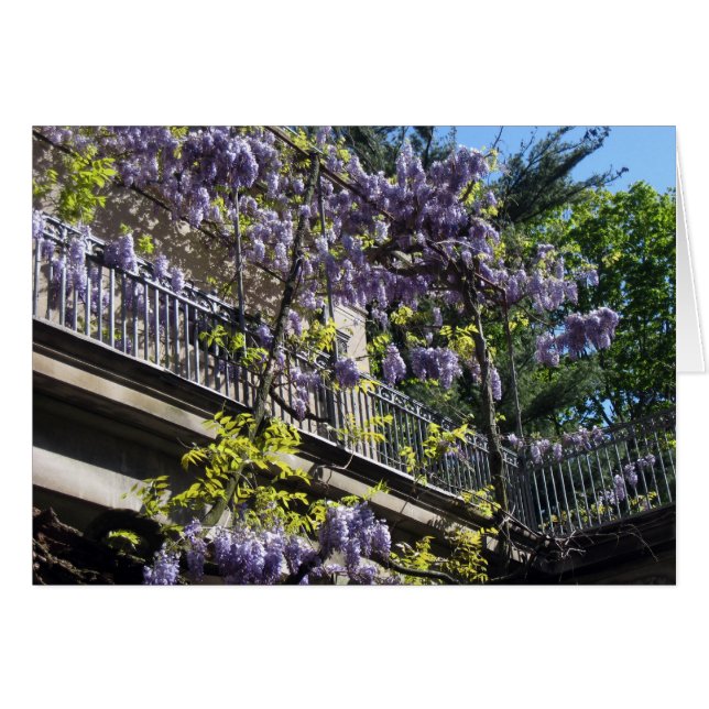 Wisteria Balcony (Front Horizontal)