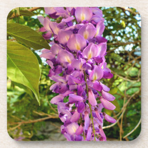 Wisteria Bloom Coaster