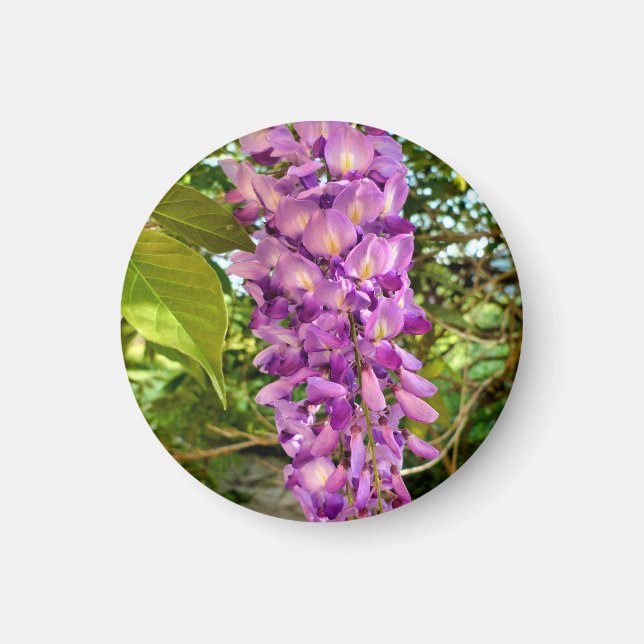 Wisteria Bloom  Magnet (Front)