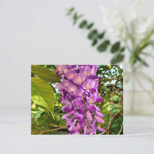 Wisteria Bloom Postcard (Standing Front)