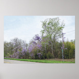 Wisteria Blooming Along a Texas Road Poster