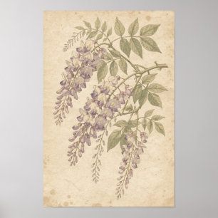 Wisteria Botanical Print
