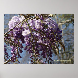 Wisteria Cluster Poster