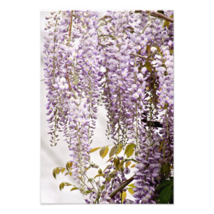 Wisteria Flowers 1 Photo Print
